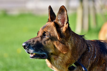 photo of adult brown German shepherd thumbnail