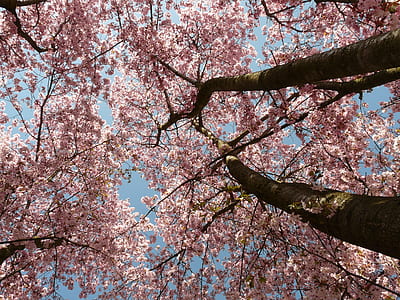 low-angle view of cherry blossom trees thumbnail