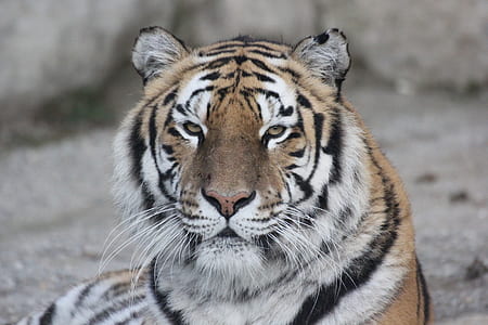 close up photography of tiger thumbnail