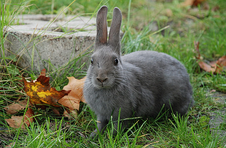 grey rabbit on green grasses thumbnail