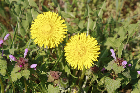 Sonchus Oleraceus, Weed thumbnail