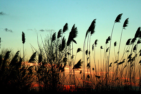 silhouette photography of plants thumbnail