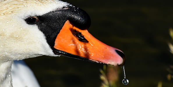 white and brown duck thumbnail