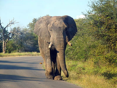 gray elephant walking on road near grass thumbnail