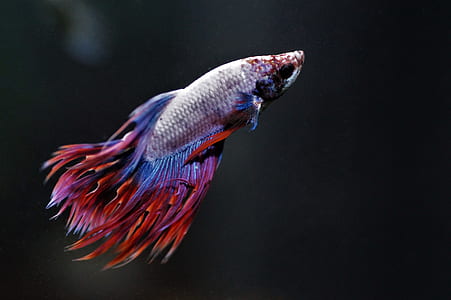 gray and red beta fish thumbnail