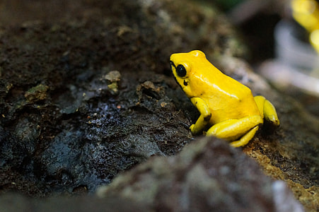 macro photography of yellow frog thumbnail