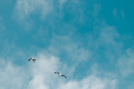 two white birds flying thumbnail