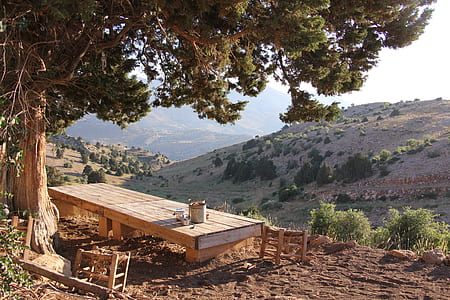 brown picnic table under a tree on top of a hill thumbnail