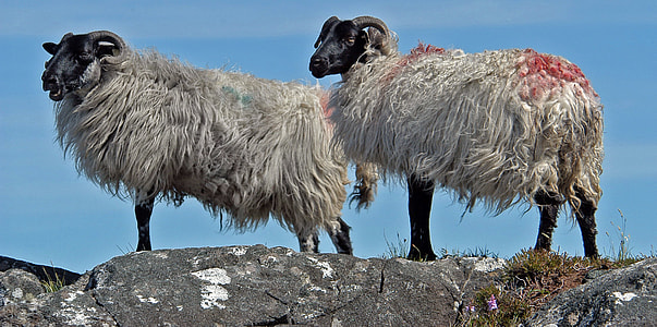 Sheep, Ireland thumbnail