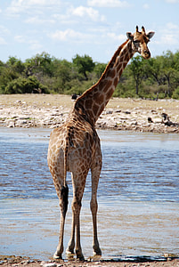 brown giraffe standing near body of water during daytime thumbnail
