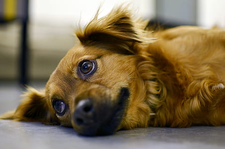 dog lying on concrete floor thumbnail
