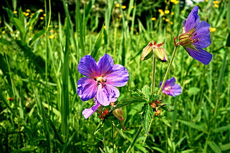 tilt shift photography of purple flowers thumbnail