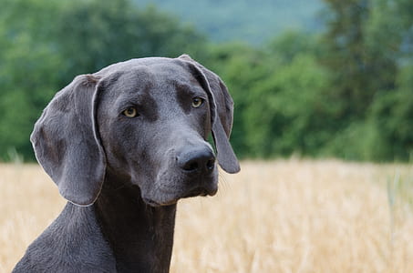 closeup photography of adult gray Weimaraner thumbnail