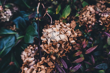brown clustered flower thumbnail