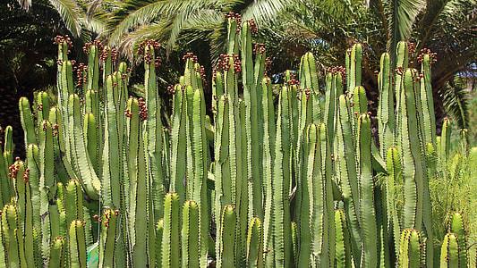 Cactus, Canarian Spurge thumbnail
