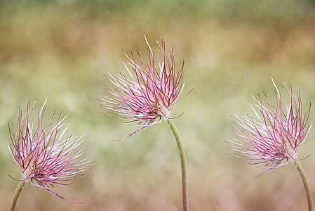 shallow depth of field photo of three pink flowers thumbnail