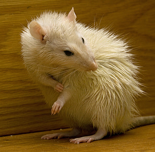closeup photo of white mouse on brown surface thumbnail
