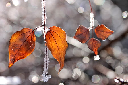 selective focus photography of maple leaf thumbnail