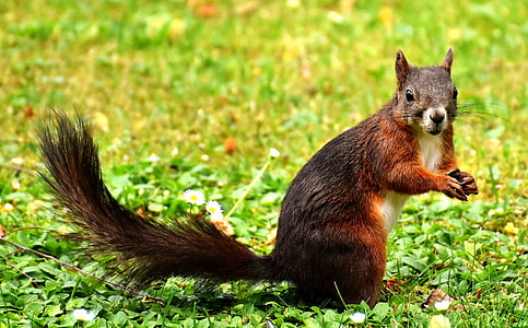 brown squirrel standing on green grass thumbnail
