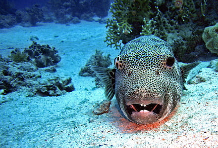 black and gray fish near corals thumbnail