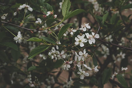 White Petaled Flowers Selective Focus Photography thumbnail