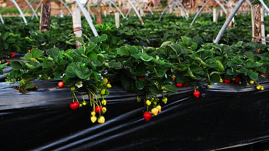 green leafed plants thumbnail