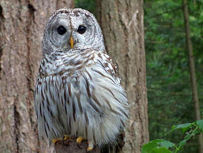 white owl perch on tree branch thumbnail