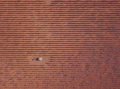 field, brown, crops, farm thumbnail