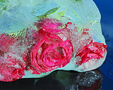 roses, noble roses, bloom, bright, ice, rose flower thumbnail
