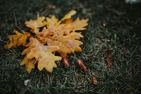 Autumn leaves on the ground thumbnail