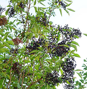 Elderberries, Black Elderberry thumbnail