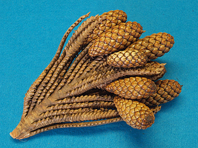 Thika Nut-Twig, Raphia Farinifera thumbnail