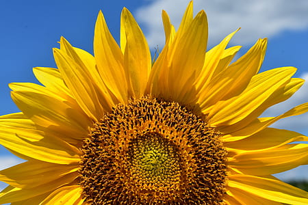 closeup photo of yellow sunflower thumbnail