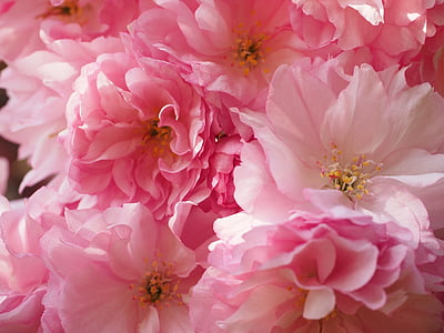 close up photography of pink carnation flowers thumbnail