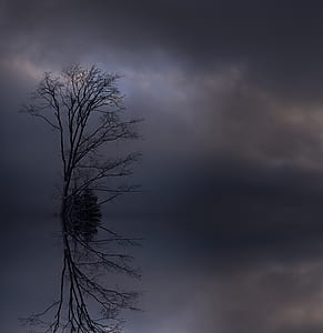 bald tree under gray clouds thumbnail