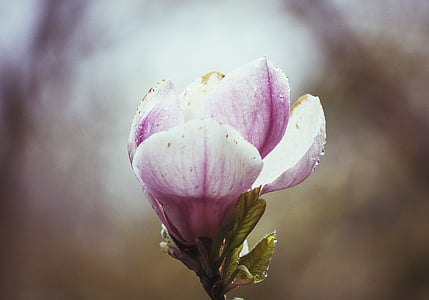 purple flowers thumbnail