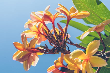 orange Plumeria flower thumbnail