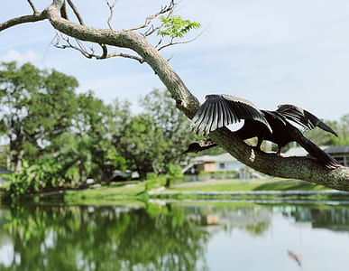 bird on wood branch near body of water thumbnail