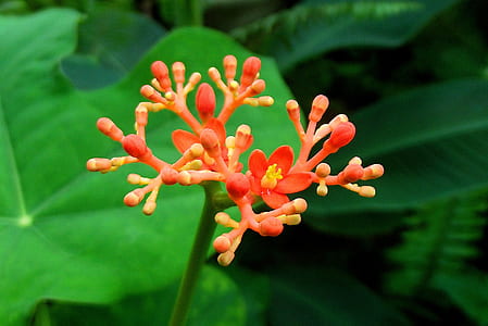 garden, flowers, pajé pawn thumbnail