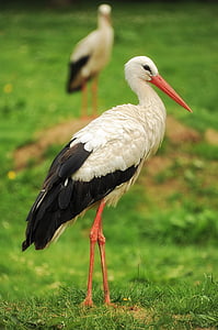 photo of black and white crane on green grass field thumbnail