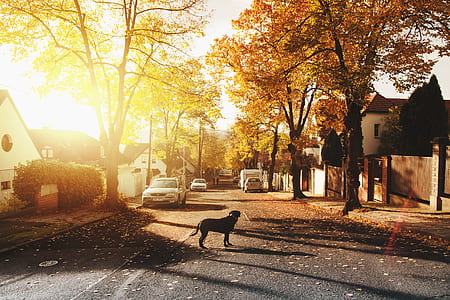 Dog on Concrete Road thumbnail