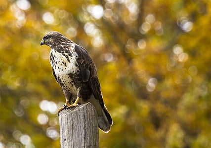 selective focus photography of falcon perching on wood post thumbnail