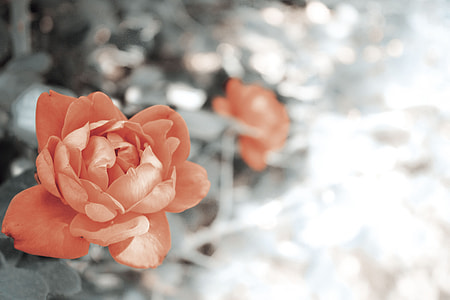 orange flowers during daytime thumbnail