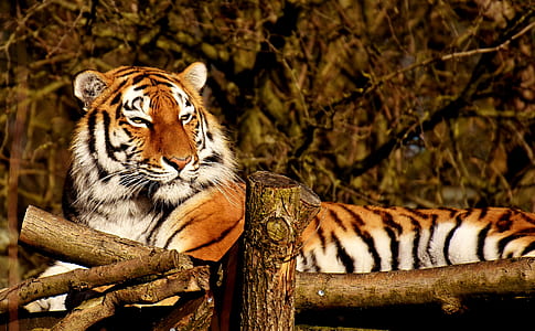 reclining tiger on brown wooden bridge thumbnail