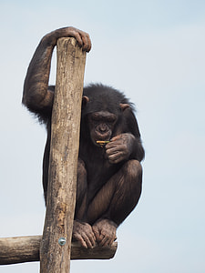 chimpanzee on tree branch thumbnail