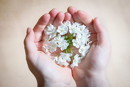 white cluster flower on person's hands thumbnail