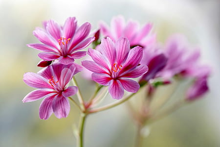 selective focus photography of purple cluster flowers during daytime thumbnail
