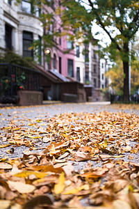 brown dried leaves on ground thumbnail
