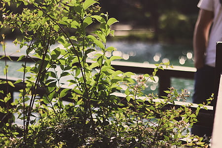 Green Leafed Plant thumbnail
