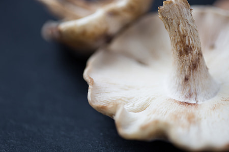 Macro shot of a fresh woodland mushroom thumbnail